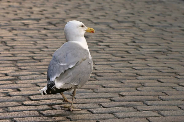 Seagull wandeling op de rijbaan. — Stockfoto