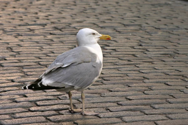 Seagull on roadway in city. — Stock Photo, Image