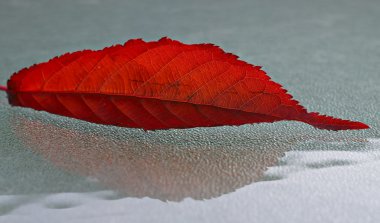 ışık gri cam zemin üzerine parlak kırmızı yaprak.