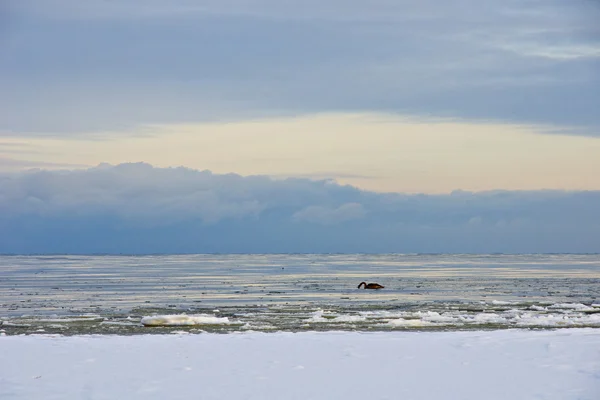 Iced Landskap Med Djupa Blå Moln — Stockfoto
