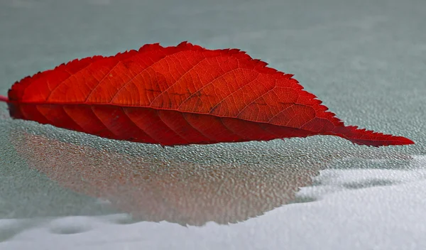 stock image Bright red leaf on a light gray glass background.