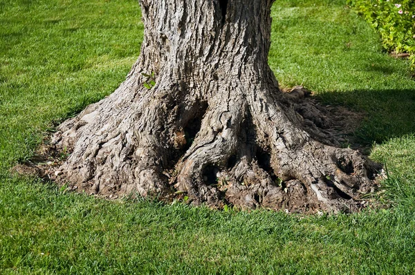 Olive-tree trunk. — Stock Photo, Image