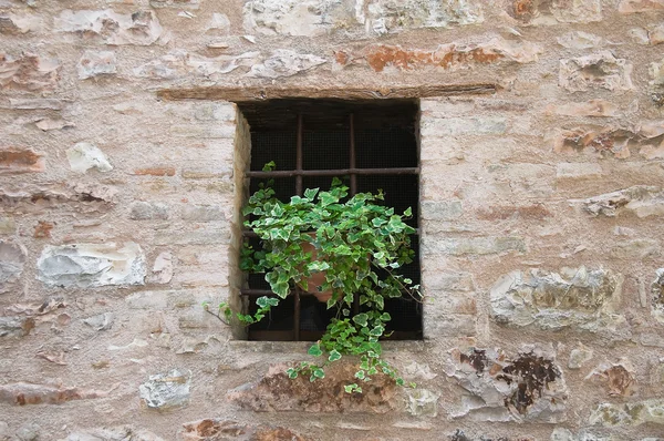 与植物的窗口. — 图库照片