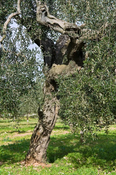 Olivenbaumstamm. — Stockfoto