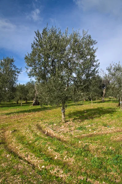 Olive-tree. — Stock Photo, Image