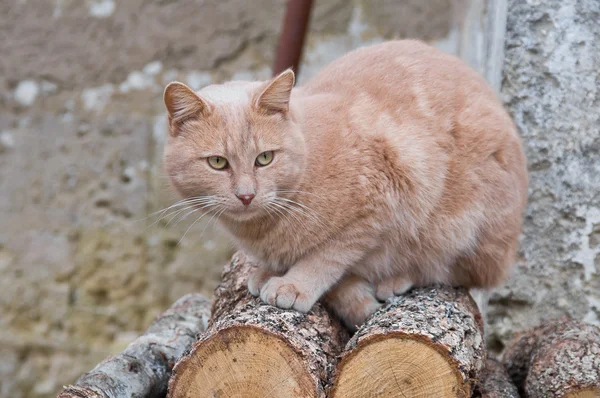 Ginger cat on logs. — Stock Photo, Image
