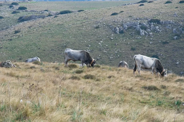Vacas pastando no prado. — Fotografia de Stock