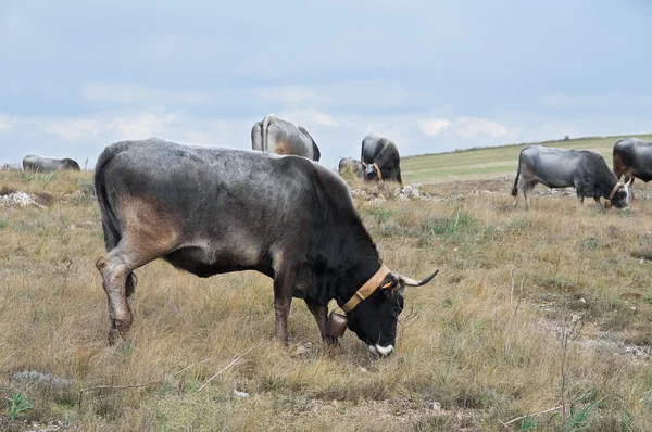 Vacche al pascolo nel prato. — Foto Stock