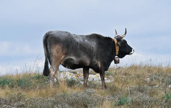 Vache Sur Prairie — Photo