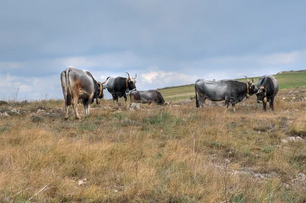 牧草地で牛を放牧し — ストック写真