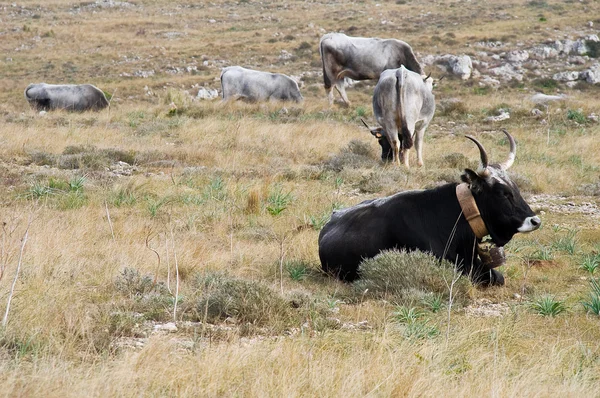 Αγελάδες βόσκησης στο λιβάδι. — Φωτογραφία Αρχείου
