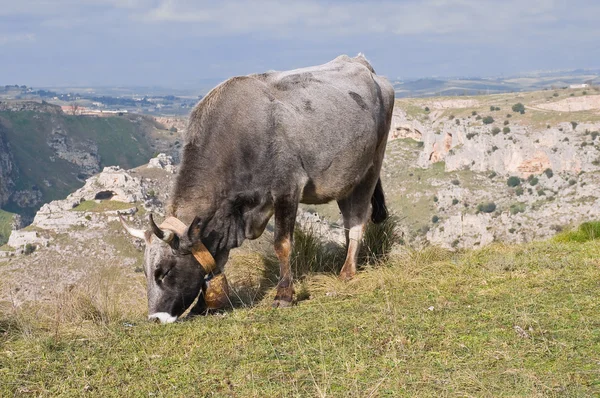 Çayırda otlayan inek.. — Stok fotoğraf
