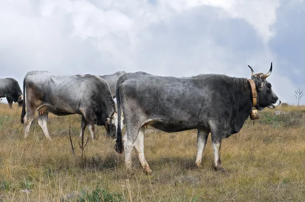 牧草地にいる牛は — ストック写真