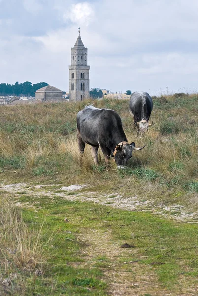 Vacas pastando en el prado. — Foto de Stock