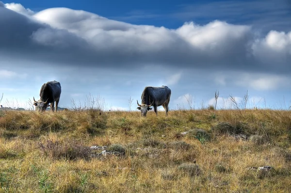 牛群在草地上吃草. — 图库照片