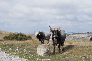 Çayırdaki inekler.