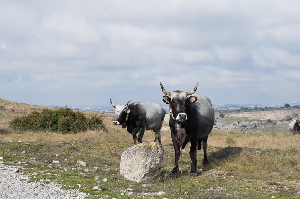 Çayırdaki inekler. — Stok fotoğraf