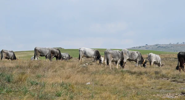 Krowy pasące się na łące. — Zdjęcie stockowe