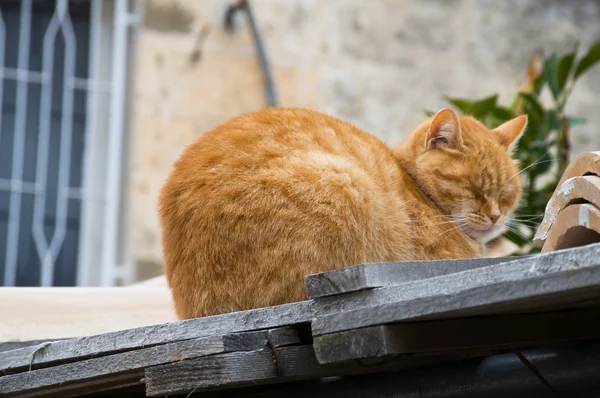 Zencefil Kedi Kiremit Çatı Üzerinde — Stok fotoğraf
