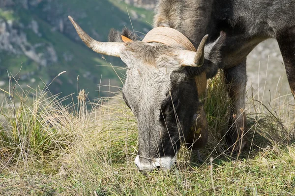 Vacca Pascolo Nel Prato — Foto Stock