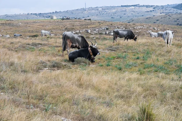 Vaches broutant dans la prairie. — Photo
