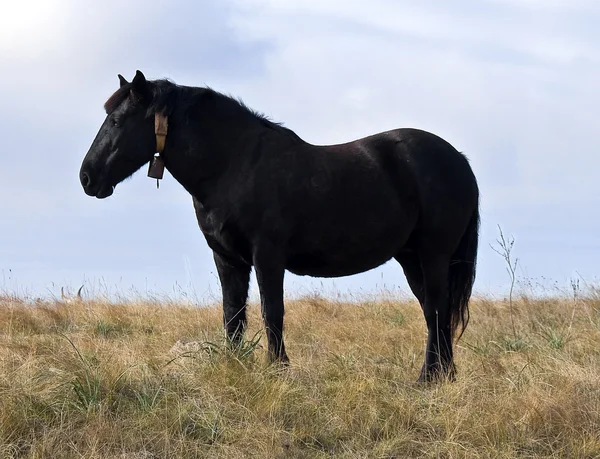 Домашняя Лошадь Лугу — стоковое фото