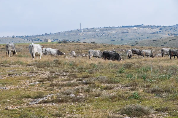 Vacas pastando no prado. — Fotografia de Stock
