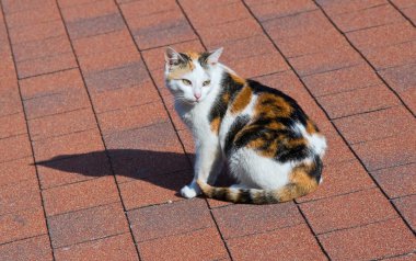 Cat on tile roof. clipart