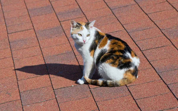 瓦の屋根の猫 — ストック写真