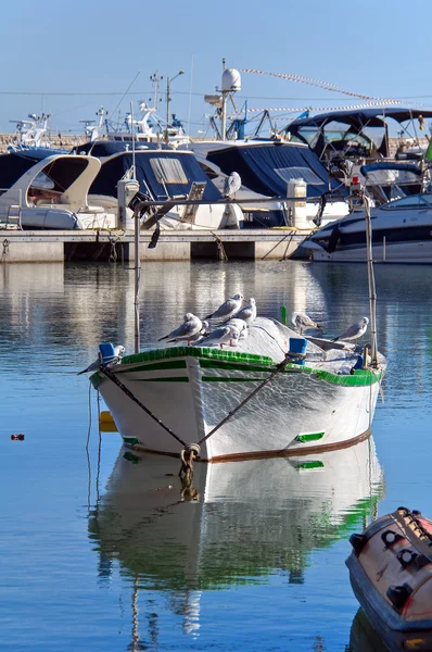Martılar Ile Motorlu Tekne — Stok fotoğraf