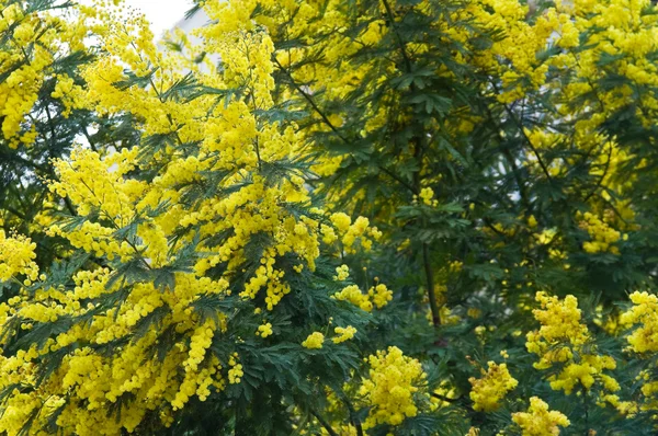 Mimosa tree. — Stock Photo, Image