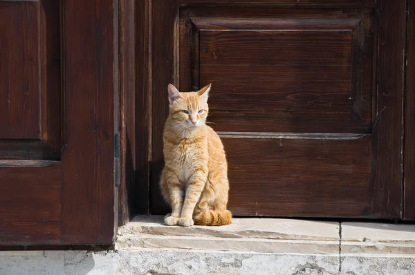 Zencefil kedi. — Stok fotoğraf