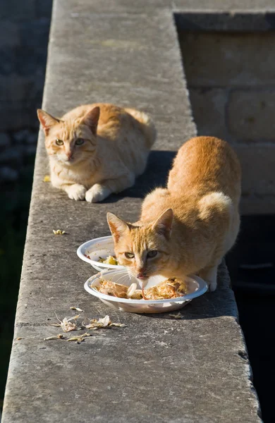 Ginger cats. — Stock Photo, Image