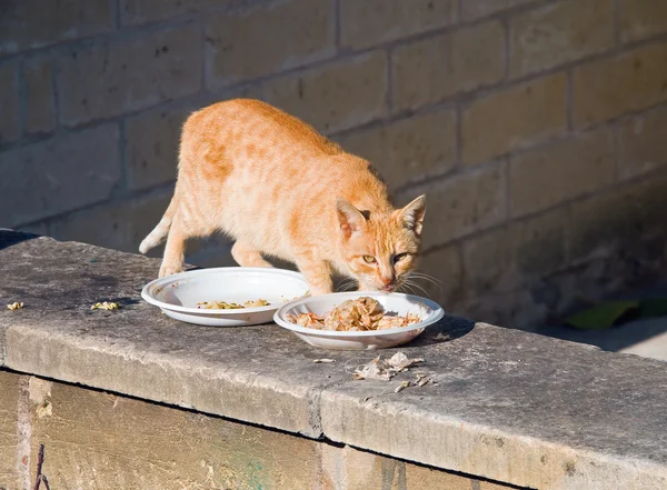 Ginger cat eating. — Stock Photo, Image