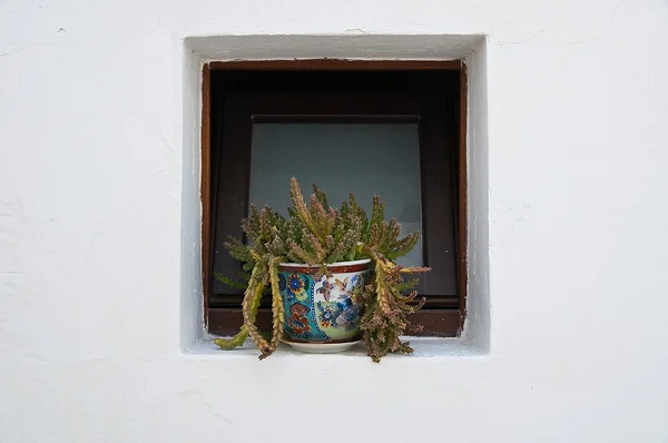 Окно с растением . — стоковое фото