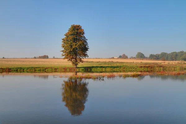 Strom a jezero — Stock fotografie