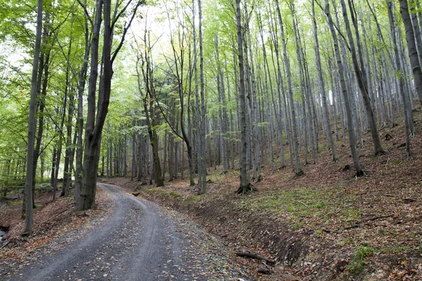 Sonbaharda Derin Orman Genelinde Turistik Yol — Stok fotoğraf