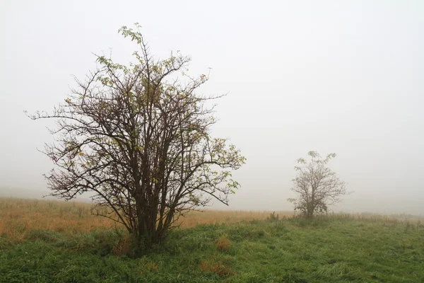 Misty autumn — Stock Photo, Image