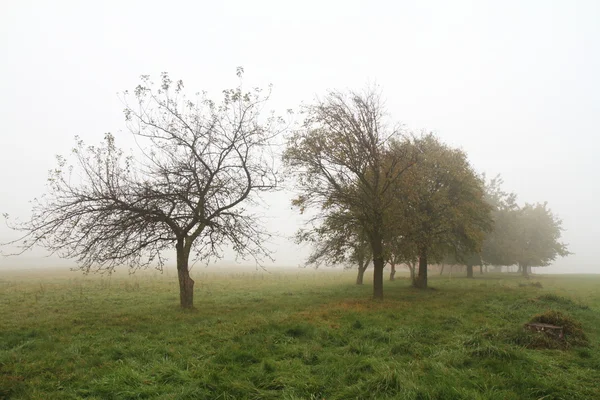 Nagyon Hideg Reggel Ködös Őszi — Stock Fotó