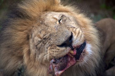 ayrıntı Botswana'da Safari aslan