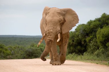 Elephant in Addo Park clipart
