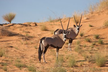 Two gemsboks in the kalahari clipart