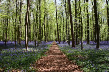 Bluebell forest clipart