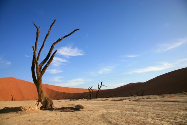 Dead tree in Sossusvlei clipart