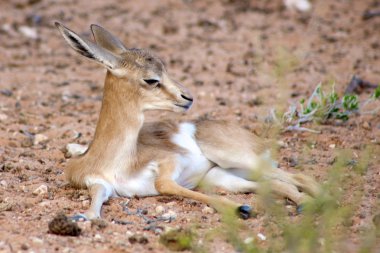 Baby Springbok clipart