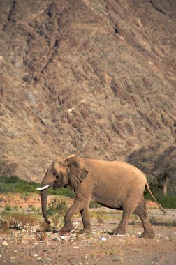 skeleton coast çölde filler