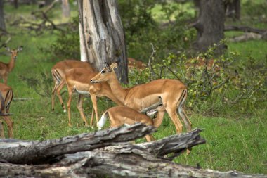 springboks grubu