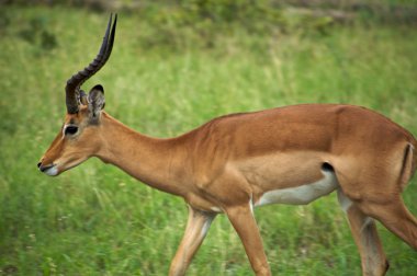 springboks grubu