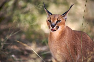 Caracal clipart