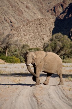 skeleton coast çölde filler